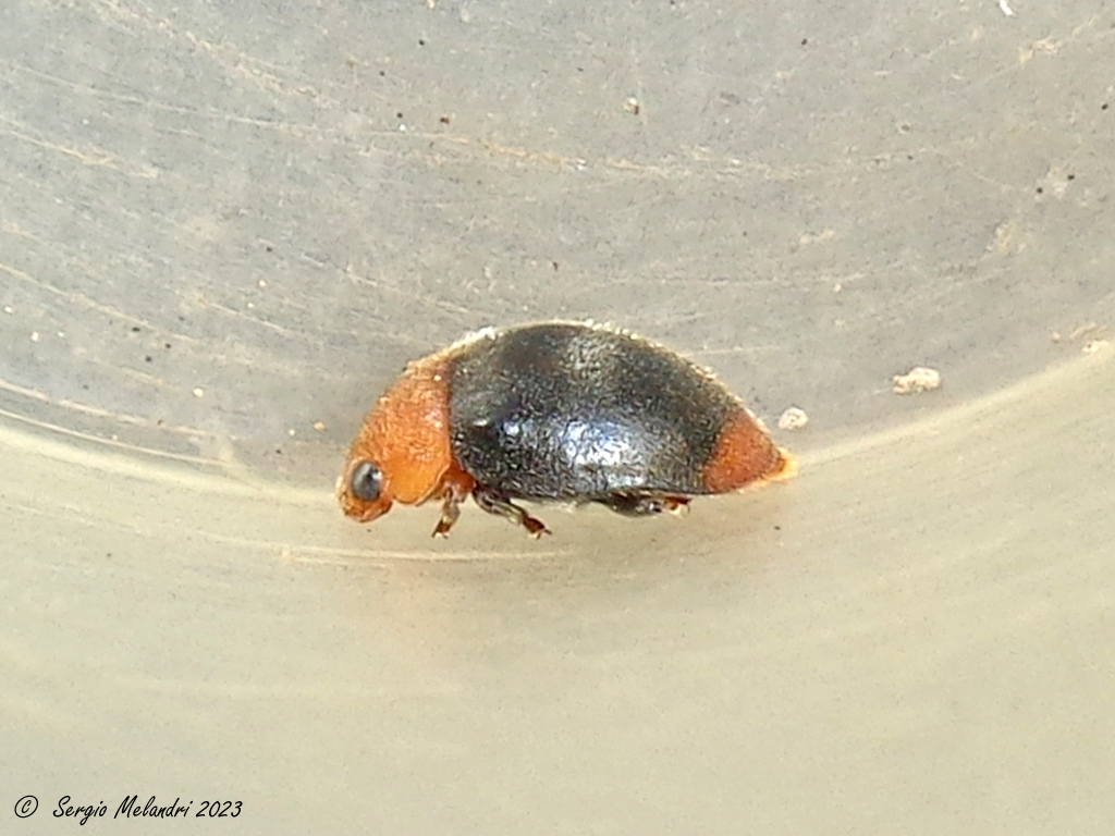 Coccinellidae: Cryptolaemus montrouzieri